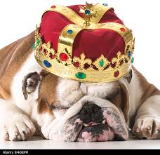 After a hard fought season, we expect to see a crown on the bulldog's head.